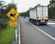 קואלות בדרך