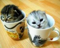 גורים בכוסות