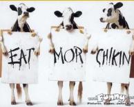 תוכלו יותר עופות