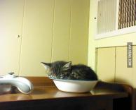 כנראה שהיא אוהבת את קערת המים שלה...