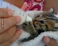 שיא המתיקות