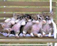 תנו קצת לנוח