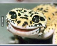 לטאה חמודה במיוחד