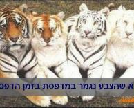 איזה מציק זה!!!!