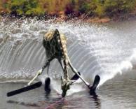 סקי ג'ירפות