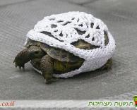 סוודר לצב ???