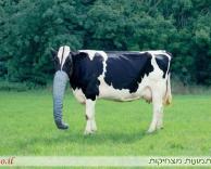 פרה שהתחפשה לפיל