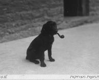כלב עתיק מעשן