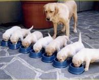 7 כלבים עם מזל