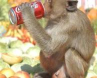 קוף שותה קולה