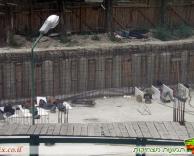 שעת המנוחה של העובדים