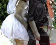 קופיף מתחתנים