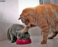 תאכל חתול תאכל!