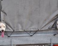 כלבים מציצים מהמשאית