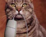 ארוחת צהרים