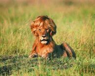 אחלה תספורת