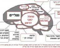 מוח של נשים