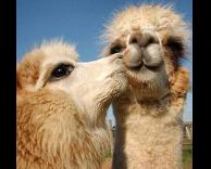 נשיקה חייתית