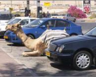 חניית גמלים