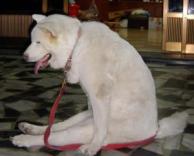 התיישב בבקשה...