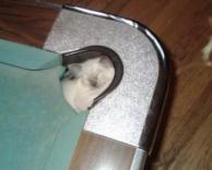 חתול חמוד ישן