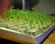 צמחים על המקלדת