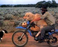 תחבורת כבשים