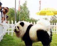 כלב מסוג פנדה