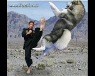 הוא כנראה יותר חזק