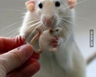 העכבר שאימץ עכבר....