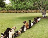 כלבים בהמתנה