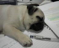 אפילו הכלב הנרדם