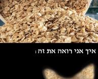 שיבולת שועל