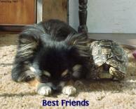 החברים הכי טובים