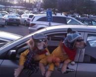 כלבים מוזרים מציצים מהאוטו