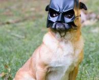 כלב באטמן