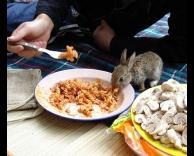 גם להם מגיע אוכל בייתי