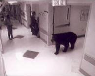 דב בבית חולים