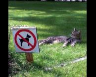 החתול יכול להיות רגוע