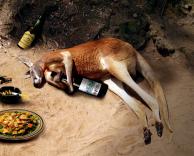 קנגרו בסטלה