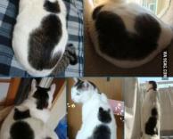 חתולה עם ציור של חתול על הפרווה!