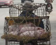 הסעה לחזירים