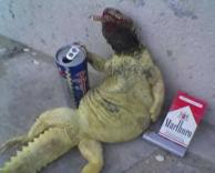 זיקית נרקומנית