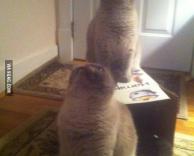 איך למצוא חרק בבית