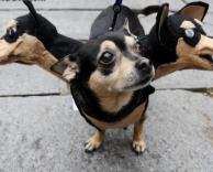 תחפושת לכלב