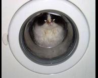 חתול מלוכלך