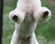כבשה או כלב?