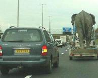 העברות פילים....