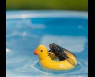 זבוב בחופשה