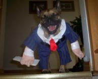 כלב מחופש לבן אדם